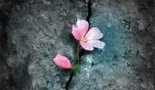 负重前行—在困境中突围 在市场中磨练